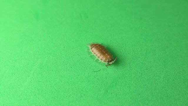 Woodlouse, pill bug on a green background.
Wood louse isolated.
It's also called a woodlice, wood lice and slater.
close up of insect, bug.
insects, animals, animal, bugs.
wildlife, wild nature, woods