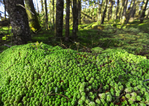 Spagnum Moss (Syn. Sphagnum cymbifolium) in coastal forest; Nova Scotia, Canada