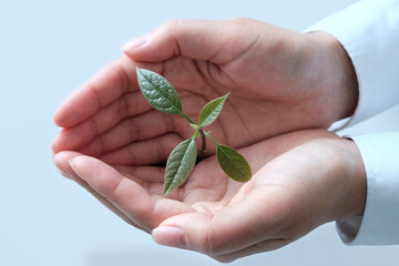 Green plant in the hands. The concept of forest protection