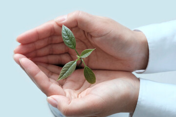 Green plant in the hands. The concept of forest protection