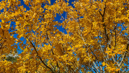 Golden coloured tree branches with blue sky background in autumn in Lovcen, Orjen national park, Dinaric Alps, Balkans, Montenegro, Europe. Few sun beams coming through leaves. Serenity calmness