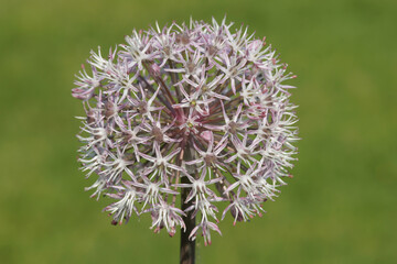 Closeup on an ornamental garlic species, Allium karataviense or the Giant onion