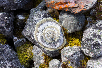 Lichen and moss cover rocks on the moraine of Peters Glacier in Denali National Park and Preserve; Alaska, United States of America