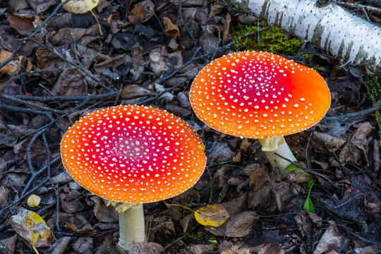 Vibrant fly agaric mushrooms (amanita muscaria) grow among detritus; Alaska, United States of America