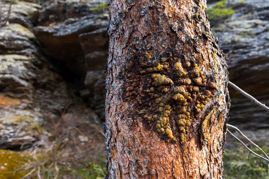 Diseased bark with sap on a tree trunk; Alaska, United States of America