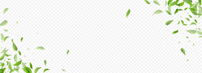 Green Leaf Swirl Vector Panoramic Transparent