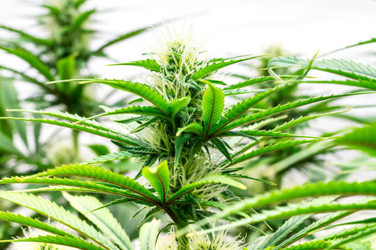 Marijuana plants in early flowering stage; Cave Junction, Oregon, United States of America