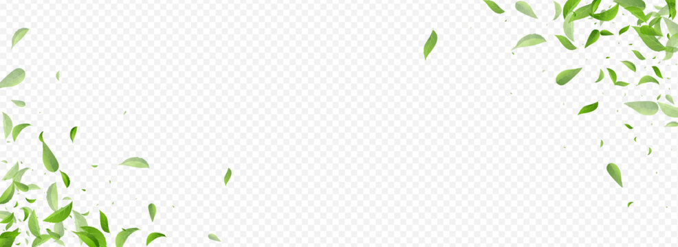 Green Leaf Swirl Vector Panoramic Transparent
