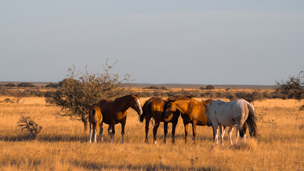 herd of wildebeest