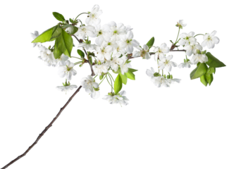 Beautiful spring blossom branch with flowers