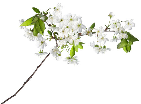 Beautiful spring blossom branch with flowers