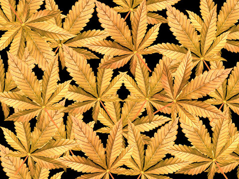 Golden marijuana leaves