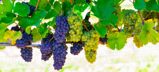 Clusters of purple and green grapes hanging from a vine; British Columbia, Canada