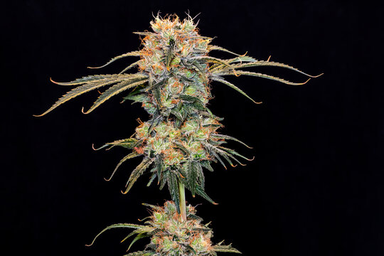Cannabis plant in late flowering stage on a black background