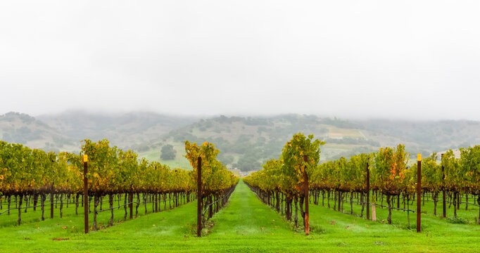 Fog over a vineyard, Napa Valley; California, United States of America