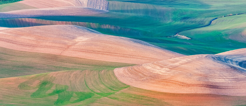 Rolling hills of farmland, Palouse, Eastern Washington; Washington, United States of America