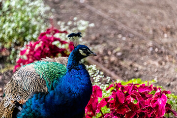 Indian peacock in Polish park - Warsaw, Poland
