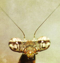 Praying mantis Deroplatys lobata nymph looking straight into camera, taken with vintage effect 