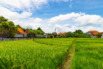 Traditional rice field with beautiful landscape and houses with orange roofs and blue sky with white clouds in Canggu village. Bali, Inndonesia.
