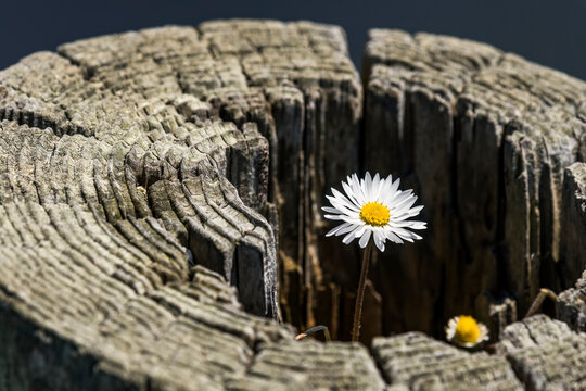 An English Daisy (Bellis perennis) grows in an old fence post on the Oregon Coast; Depot Bay, Oregon, United States of America