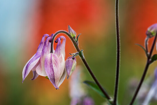Columbine (Aquilegia) lends subtle hues to the garden; Astoria, Oregon, United States of America