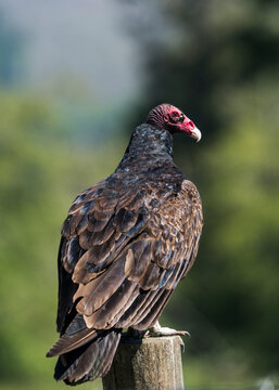 The noble Turkey Vulture (Cathartes aura) is nature's scavenger.; Cathlamet, Washington, United States of America
