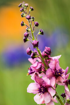 Moth Mullein (Verbascum blattaria) blooms in an Oregon flowerbed; Astoria, Oregon, United States of America