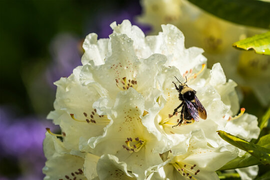 A Bumble Bee pollinates rhododendron blossom; Astoria, Oregon, United States of America