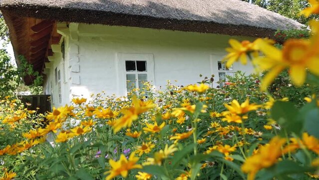 Old Traditional Wooden House With Thatched Roof And Many Yellow Flowers Near It