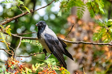 Hooded crow (Corvus cornix) also known as scald-crow or hoodie in Polish park - Warsaw, Poland