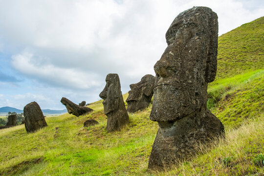 A faint pathway leads us between several moai heads protruding from a grassy slope, Rano ranaku; Easter Island, Chile