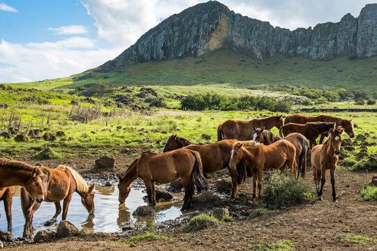 A herd of horses is drinking from a pond with a volcanic cliff in the background; Easter Island,Chile