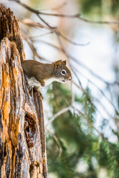 American Red Squirrel (Tamiasciurus hudsonicus) peers from jagged stump; Silver Gate, Montana, United States of America