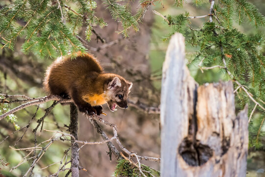 American Marten (Martes americana) with mouth open and showing teeth perched on a spindly branch; Silver Gate, Montana, United States of America