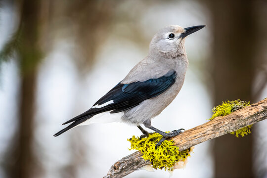 Clark's Nutcracker (Nucifraga columbiana) perched on branch with colourful lichens; Silver Gate, Montana, United States of America