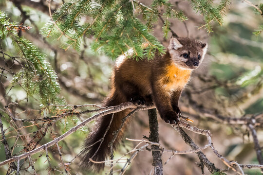 American Marten (Martes americana) perched on a spindly branch; Silver Gate, Montana, United States of America