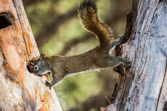 American Red Squirrel (Tamiasciurus hudsonicus)  stretched between two trees; Silver Gate, Montana, United States of America