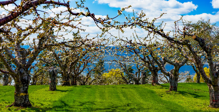 Cherry orchard in bloom in springtime, Okanagan; British Columbia, Canada