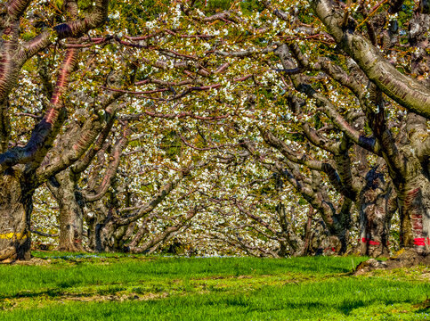 Cherry orchard in bloom in springtime, Okanagan; British Columbia, Canada
