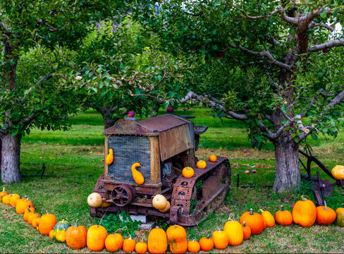 Pumpkin display with old vehicle decorating a yard; Canada