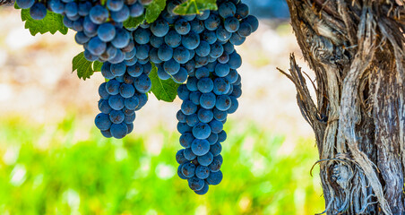 Clusters of grapes (vitis) on a vine, Okanagan Valley vineyards; British Columbia, Canada