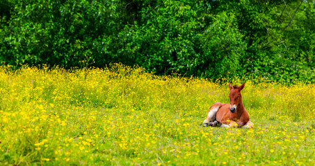 Foal lying down in a pasture; Saskatchewan, Canada