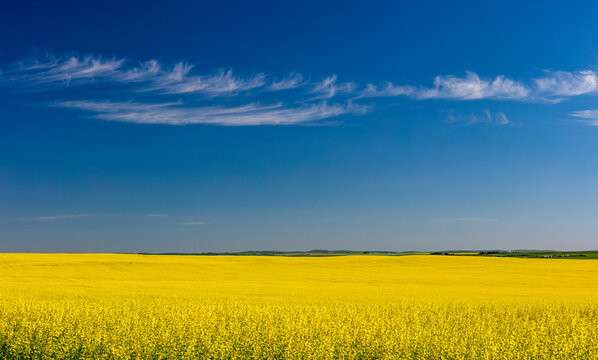 Blossoming canola field; Saskatchewan, Canada
