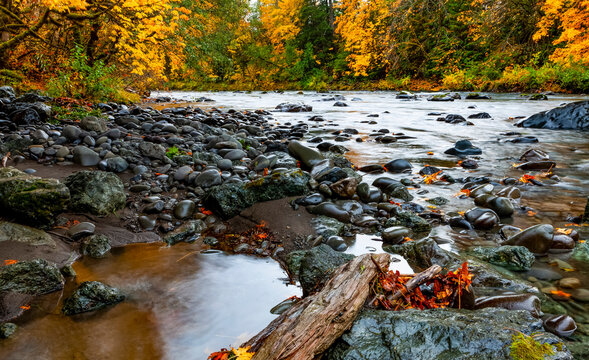Rainforest and river in autumn colours; Oregon, United States of America