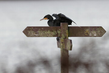 cormorant on a sign post