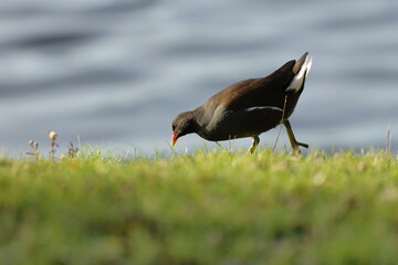 moorhen foraging on the grass