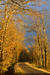 Late fall color on the multi use Snoqualmie Valley Trail with dark moody sky