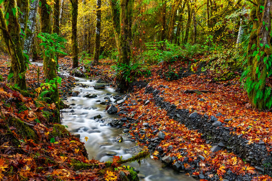 Creek flowing through a rainforest in autumn; Oregon, United States of America