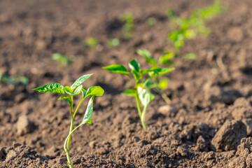 Green sprouts of pepper on the bed. Cultivation of pepper