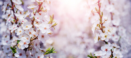 Cherry plum  branches with white flowers in the garden in sunny weather